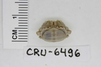 Media type: image;   Invertebrate Zoology CRU-6496 Description: Preserved specimen.;